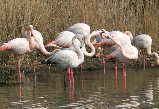 Fenicotteri nello stagno di Molentargius, lungo il Poetto