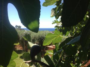 giardino con vista mare