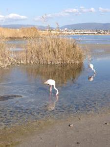 parco di molentargius